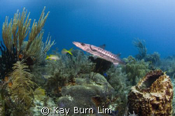 This barracuda was 4ft long and the picture was taken jus... by Kay Burn Lim 
